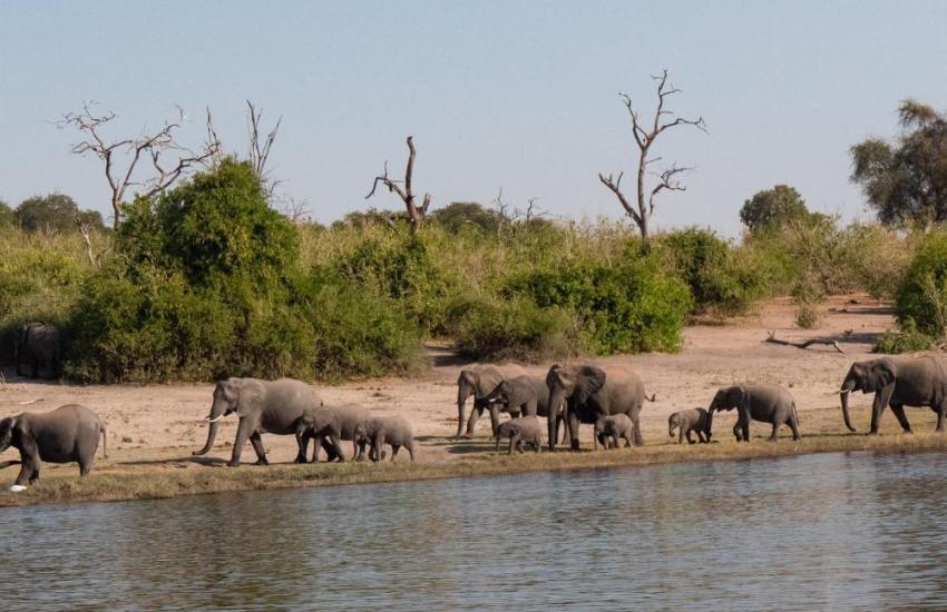 Thailand Elephant Conservation Internship