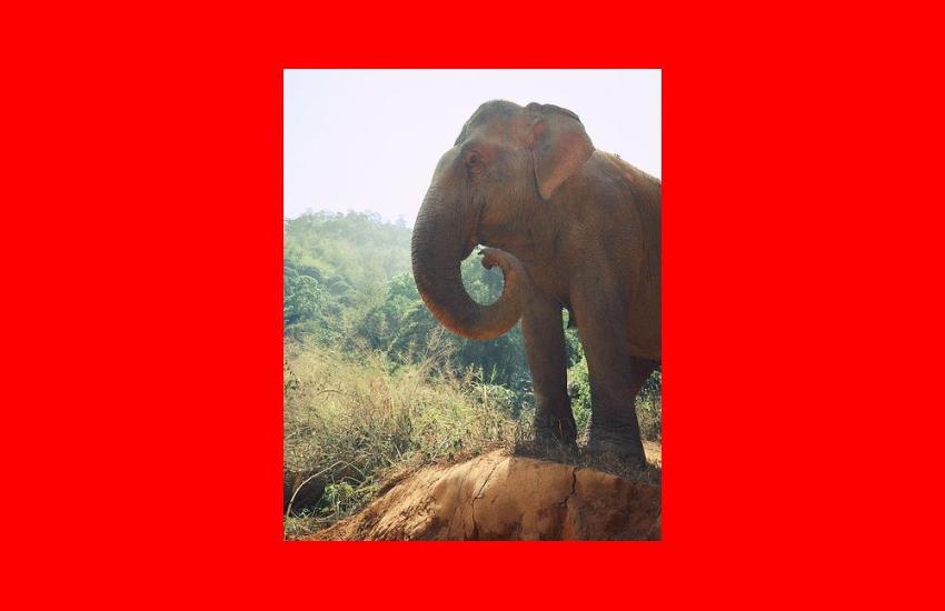 Thailand Elephant Conservation Internship