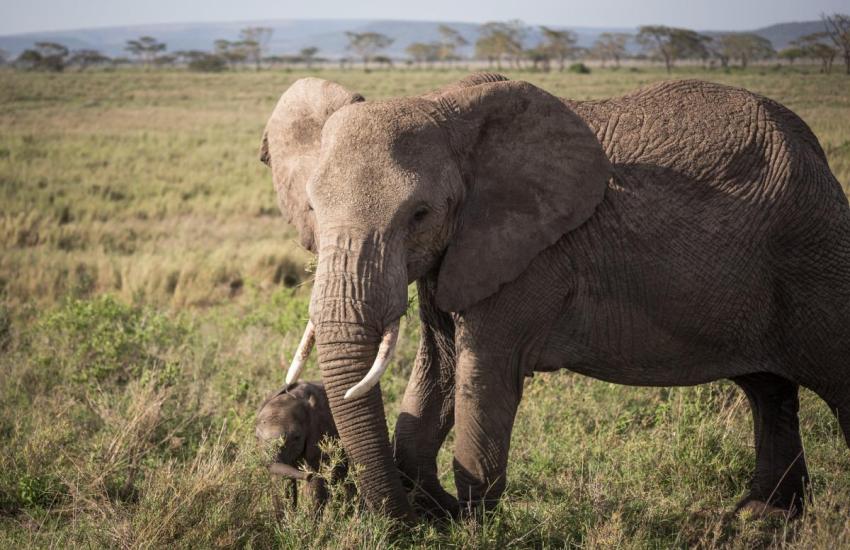 Thailand Elephant Conservation Internship