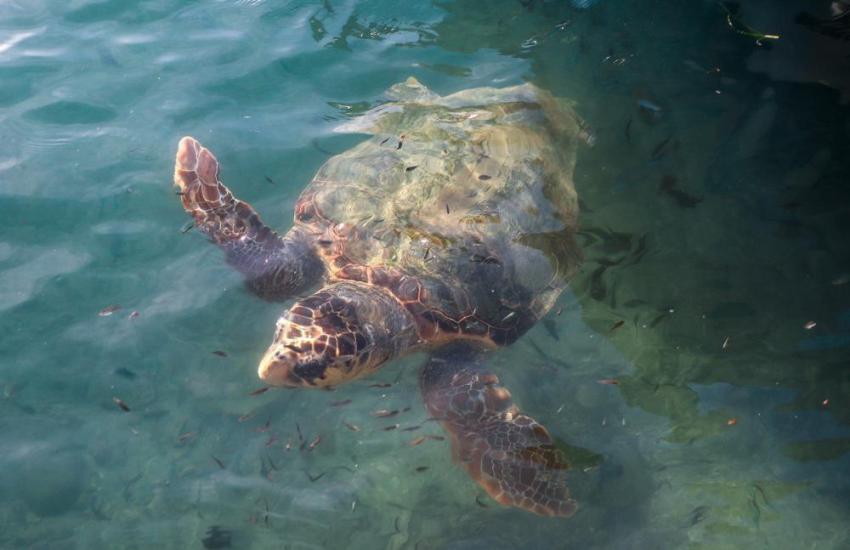 Thailand Coastal Conservation Internship