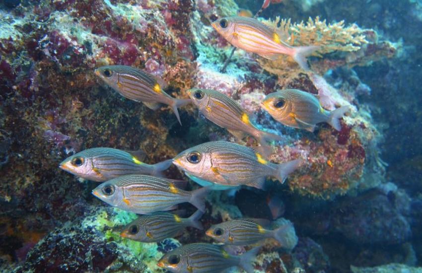 Thailand Coastal Conservation Internship