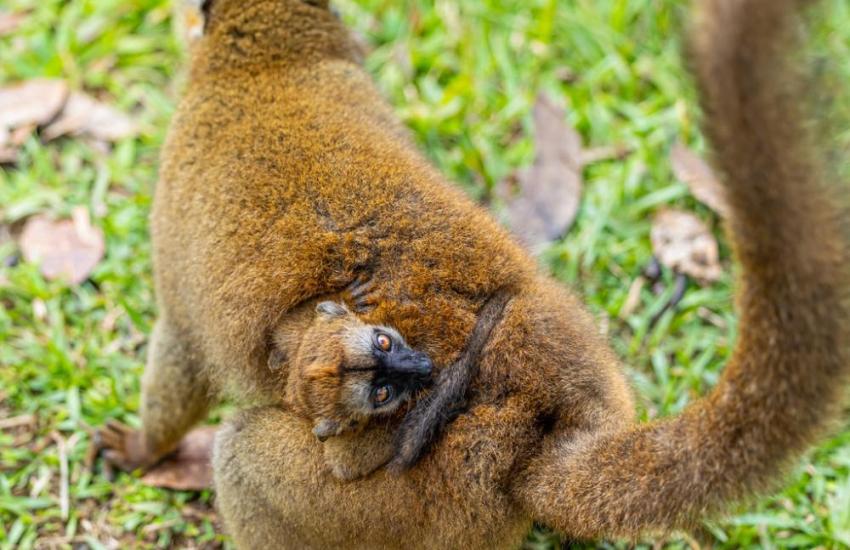 Madagascar Wildlife Conservation Internship
