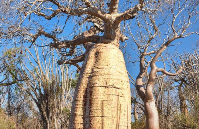 Madagascar Wildlife Conservation Internship