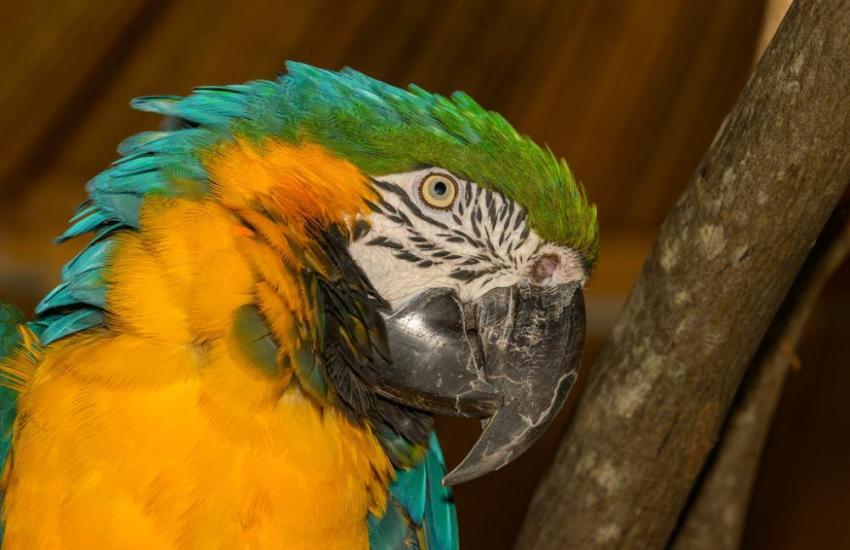 Peru Amazon Rainforest Internship
