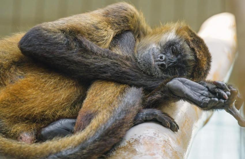 Peru Amazon Rainforest Internship