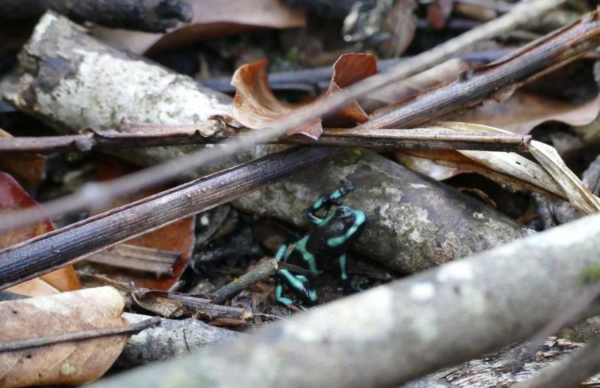 Costa Rica Rainforest Conservation Internship