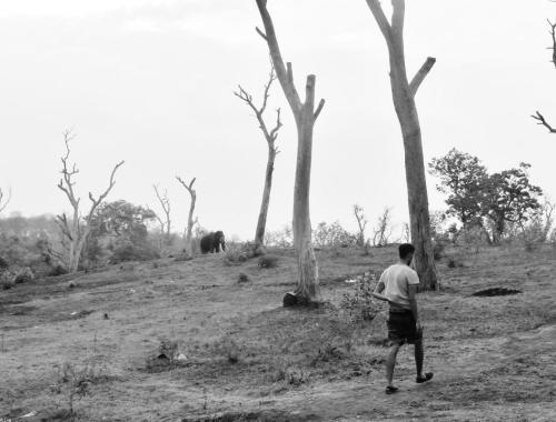 Thailand Elephant Conservation Internship