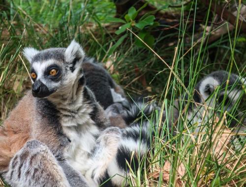 Madagascar Wildlife Conservation Internship
