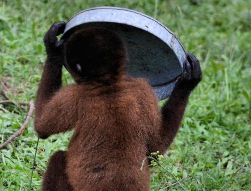 Peru Amazon Rainforest Internship